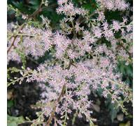 6 x astilbe à feuilles simples - astilbe simplicifolia 'sprite' - godet 9x9 cm