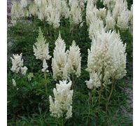 6 x Astilbe arendsii - Astilbe arendsii 'Weisse Gloria' - pot 9cm x 9cm