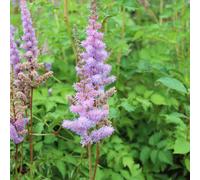 6 x astilbe de chine - astilbe chinensis 'pumila' - godet 9x9 cm