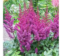 6 x astilbe de chine - astilbe chinensis 'purpurkerze' - godet 9x9 cm