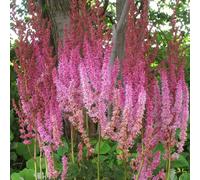 6 x astilbe de chine - astilbe chinensis 'superba' - godet 9x9 cm