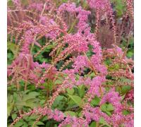 6 x astilbe de chine - astilbe thunbergii 'straussenfeder' - godet 9x9 cm