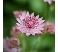 6 x Astrantia maj. 'Bloody Mary' - Astrantia major 'Bloody Mary' - Pot 9cm x 9cm
