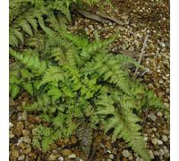 6 x athyrium niponicum 'metallicum' - godet 9x9 cm