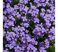 6 x aubriète - aubrieta 'cascade blue' - godet 9x9 cm
