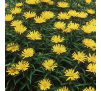 6 x aunée à feuilles récurvées - inula ensifolia - godet 9x9 cm