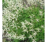 6 x barbe-de-bouc - aruncus aethusifolius - godet 9x9 cm