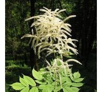 6 x barbe-de-bouc dioïque - aruncus dioicus - godet 9x9 cm