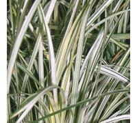 6 x barbe de serpent - ophiopogon 'silver mist' - godet 9x9 cm