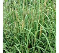 6 x baron - andropogon gerardii - godet 9x9 cm