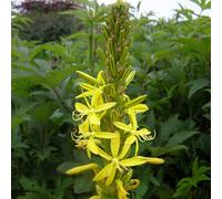 6 x bâton de jacob - asphodeline lutea - godet 9x9 cm