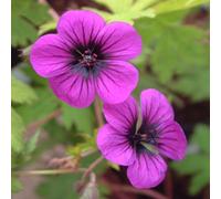 6 x Bec de cigogne Ann Folkard - Geranium 'Ann Folkard' - pot 9cm x 9cm
