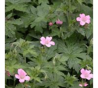 6 x Bec de cigogne des Pyrénées - Geranium endressii - Pot 9cm x 9cm