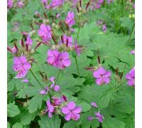 6 x Bec de cigogne - Geranium macrorrhizum - Pot 9cm x 9cm