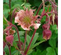 6 x benoîte des rives - geum rivale - godet 9x9 cm