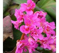 6 x bergenia 'abendglut' - godet 9x9 cm