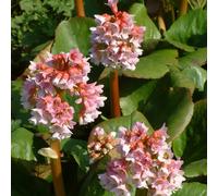 6 x bergenia 'baby doll' - godet 9x9 cm