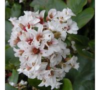 6 x Bergenia 'Lumière d'argent' - Bergenia 'Lumière d'argent' - pot 9cm x 9cm