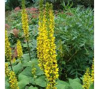 6 x Bougies de Przewalski - Ligularia 'The Rocket' - pot 9cm x 9cm