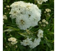6 x bouton d'argent - achillea ptarmica 'the pearl' - godet 9x9 cm