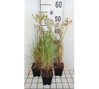 6 x Briza maxima - Herbe tremblante du coeur - Pot 9x9 cm