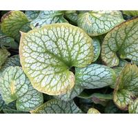 6 x Brunnera macrophylla 'Jack Frost' - Caucasich ne m'oublie pas en pot de 9x9 cm