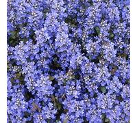 6 x Bugle rampant - Ajuga Reptans 'Chocolate Chip' - Godet 9x9 cm - Feuillage mini, chocolat