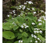 6 x buglosse de sibérie - brunnera macrophylla 'betty bowring' - godet 9x9 cm