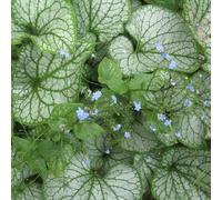 6 x buglosse de sibérie - brunnera macrophylla 'jack frost' - godet 9x9 cm