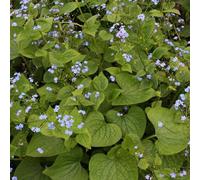 6 x buglosse du caucase - brunnera macrophylla - godet 9x9 cm
