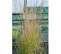 6 x Calamagrostis acut. 'Overdam' - Herbe à cheval à feuilles striées - Pot 9x9 cm