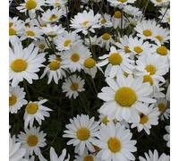 6 x camomille - anthemis carpatica 'karpatenschnee' - godet 9x9 cm