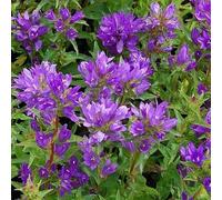 6 x campanule à bouquets - campanula glomerata 'acaulis' - godet 9x9 cm