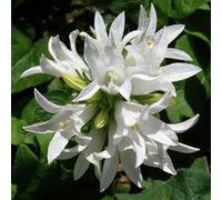 6 x campanule à bouquets - campanula glomerata 'alba' - godet 9x9 cm