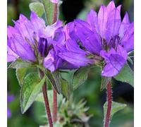 6 x campanule à bouquets - campanula glomerata 'superba' - godet 9x9 cm