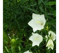 6 x campanule à feuilles de pêcher - campanula persicifolia 'alba' - godet 9x9