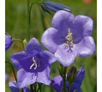 6 x campanule à feuilles de pêcher - campanula persicifolia 'grandiflora