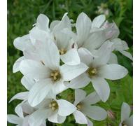 6 x campanule à feuilles larges - campanula latifolia 'alba' - godet 9x9 cm