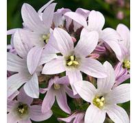 6 x campanule à fleurs laiteuses - campanula lactiflora 'loddon anna' - godet