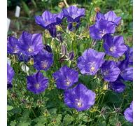 6 x Campanule à grandes fleurs - Campanula 'Kent Belle' - pot 9cm x 9cm
