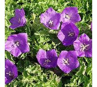 6 x Campanule des Carpates 'Blaue Clips' - Campanula Carpatica - Godet 9x9cm - Fleurs bleu vif, forme compacte