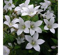 6 x Campanule des Carpates 'Weisse Clips' - Campanula Carpatica - Godet 9x9cm - Fleurs blanches éclatantes, compacte