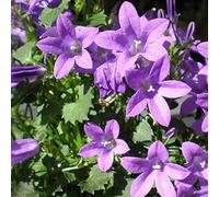 6 x Campanule des murailles - Campanula Portenschlagiana - Godet 9x9cm - Fleurs bleu vif, très couvrante