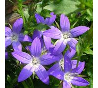6 x campanule des murets - campanula poscharskyana 'stella' - godet 9x9 cm