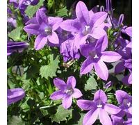 6 x Campanule en coussinet - Campanula portenschlagiana - Pot 9cm x 9cm