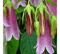 6 x campanule takesimana - campanula 'elizabeth' - godet 9x9 cm