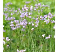 6 x cardamines des près, cresson des près, cressonnette - cardamine pratensis -