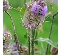 6 x cardère commune, cabaret des oiseaux - dipsacus fullonum - godet 9x9 cm