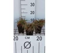 6 x Carex caryophyllea 'The Beatles' - Laiche - Pot 9x9 cm