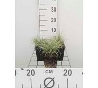 6 x Carex comans 'Frosted Curls' - Achillée millefeuille - pot 9x9 cm